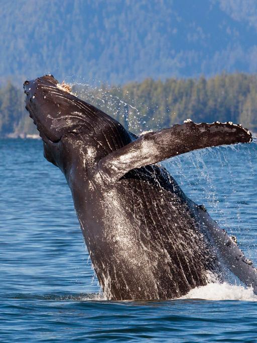 Ein Buckelwal aus der Familie der Grauwale ist vor der kanadischen Küste von British Columbia dabei, aus dem Wasser zu springen. 