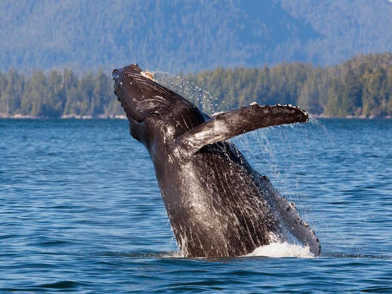 Ein Buckelwal aus der Familie der Grauwale ist vor der kanadischen Küste von British Columbia dabei, aus dem Wasser zu springen. 
