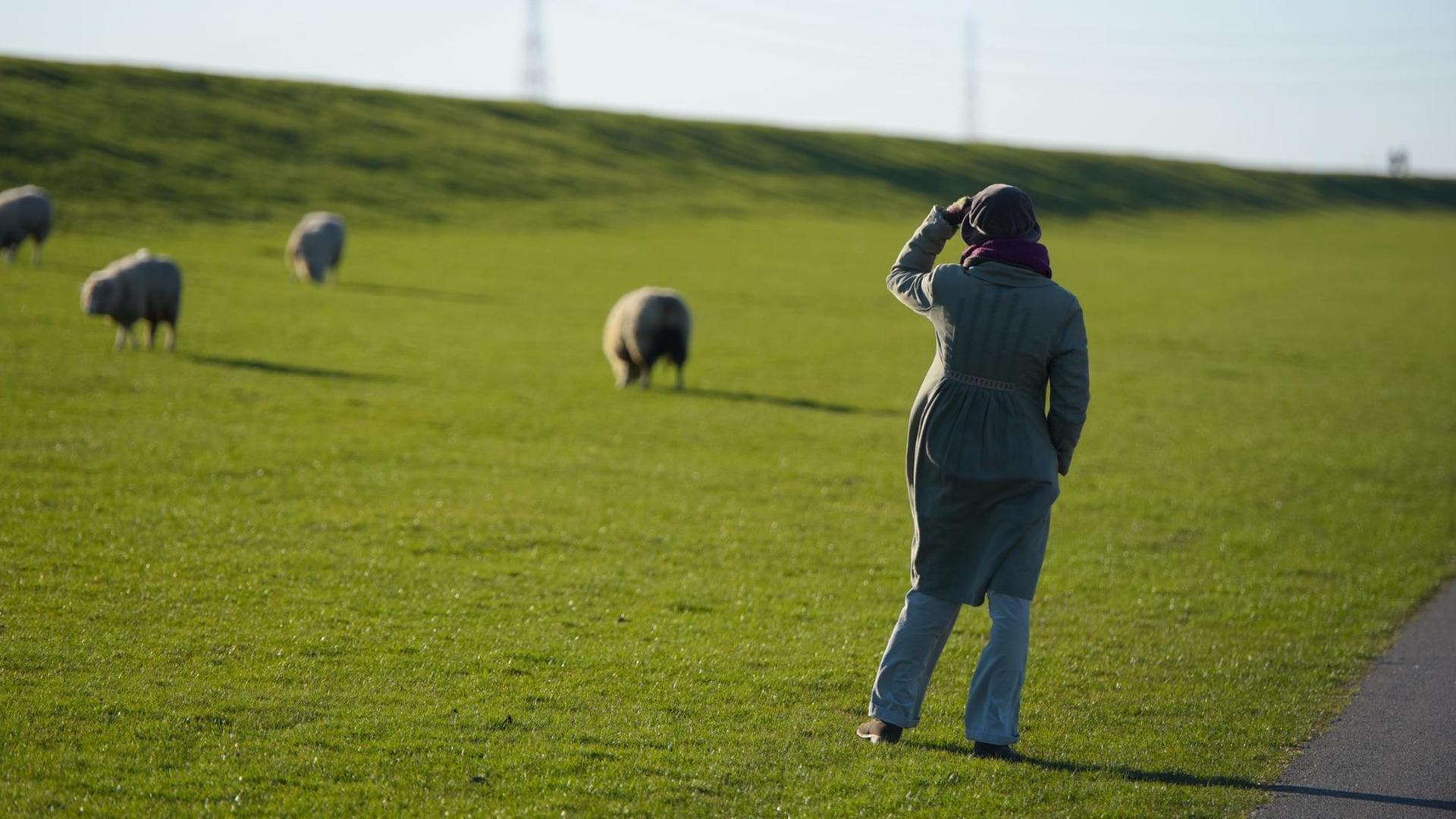 Eine Frau beobachtet grasende Schafe (Ovis) im Sonnenschein auf einer Wiese an einem Deich nahe der Elbe. Eine Frau beobachtet grasende Schafe (Ovis) im Sonnenschein auf einer Wiese an einem Deich nahe der Elbe.
