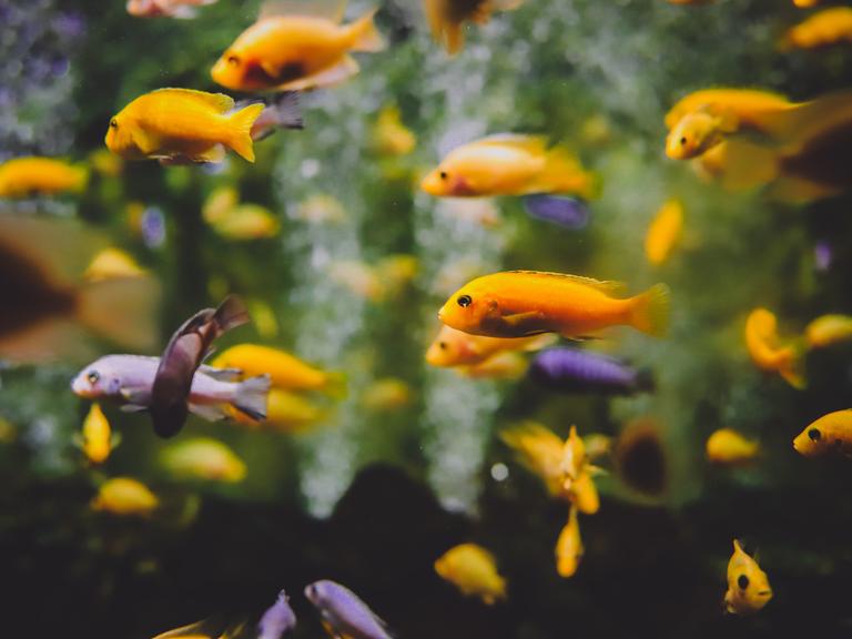 Gelbe und lilafarbene Fische ziehen durch ein Aquarium