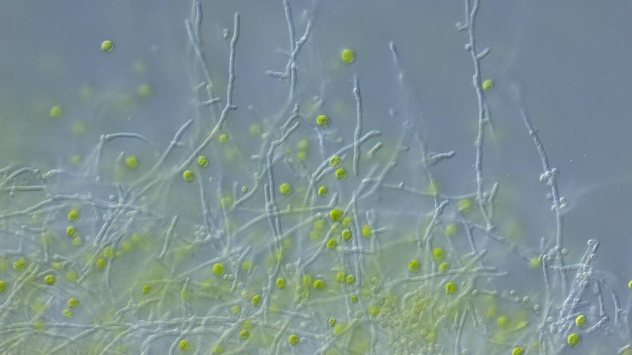 Die Mikroskopaufnahme zeigt die Grünalge Chlamydomonas reinhardtii \(grün\) und den Pilz Aspergillus nidulans \(fadenförmig\). Die Alge schützt sich mit einem vom Pilz gebildeten Wirkstoff vor schädlichen Bakterien- Wirkstoffen.