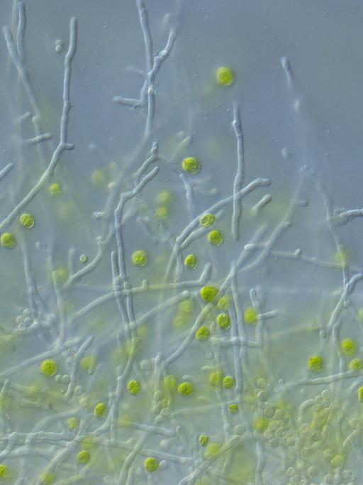 Die Mikroskopaufnahme zeigt die Grünalge Chlamydomonas reinhardtii (grün) und den Pilz Aspergillus nidulans (fadenförmig). Die Alge schützt sich mit einem vom Pilz gebildeten Wirkstoff vor schädlichen Bakterien-Wirkstoffen.