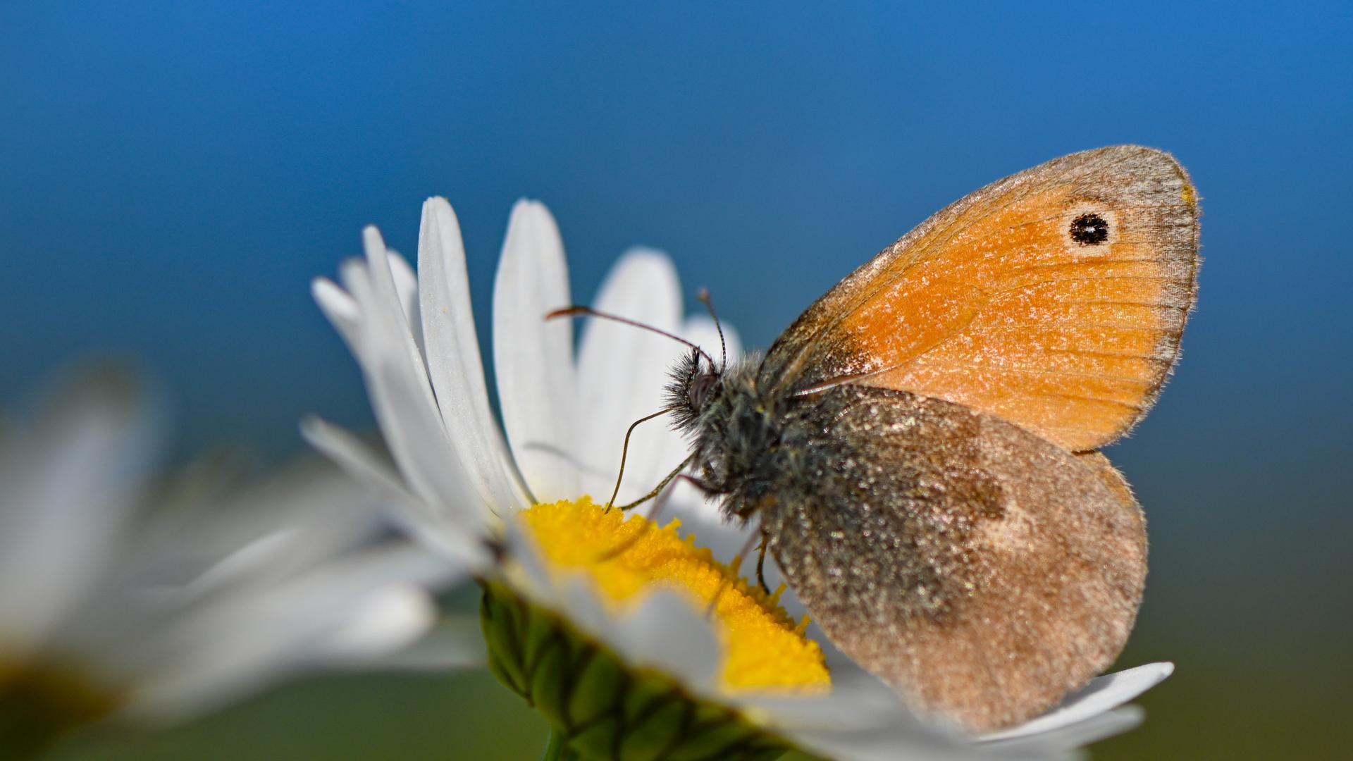 Blumenwiese Blumenwiese