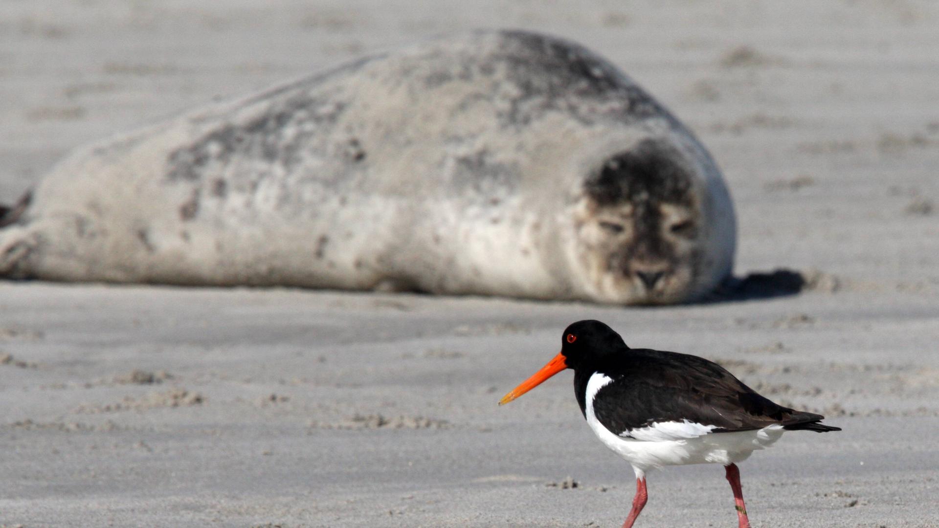 Ein Austernfischer und ein Seehund Helgoland. Ein Austernfischer und ein Seehund Helgoland.