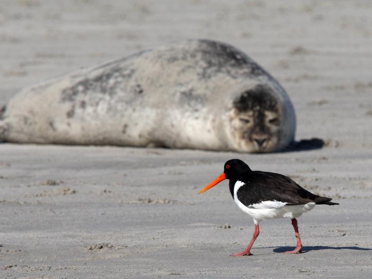 Ein Austernfischer und ein Seehund Helgoland.