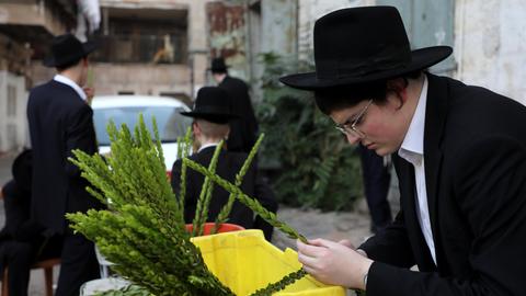 Einkäufe für das jüdische Laubhüttenfest. Ein junger Mann prüft grüne Zweige. 