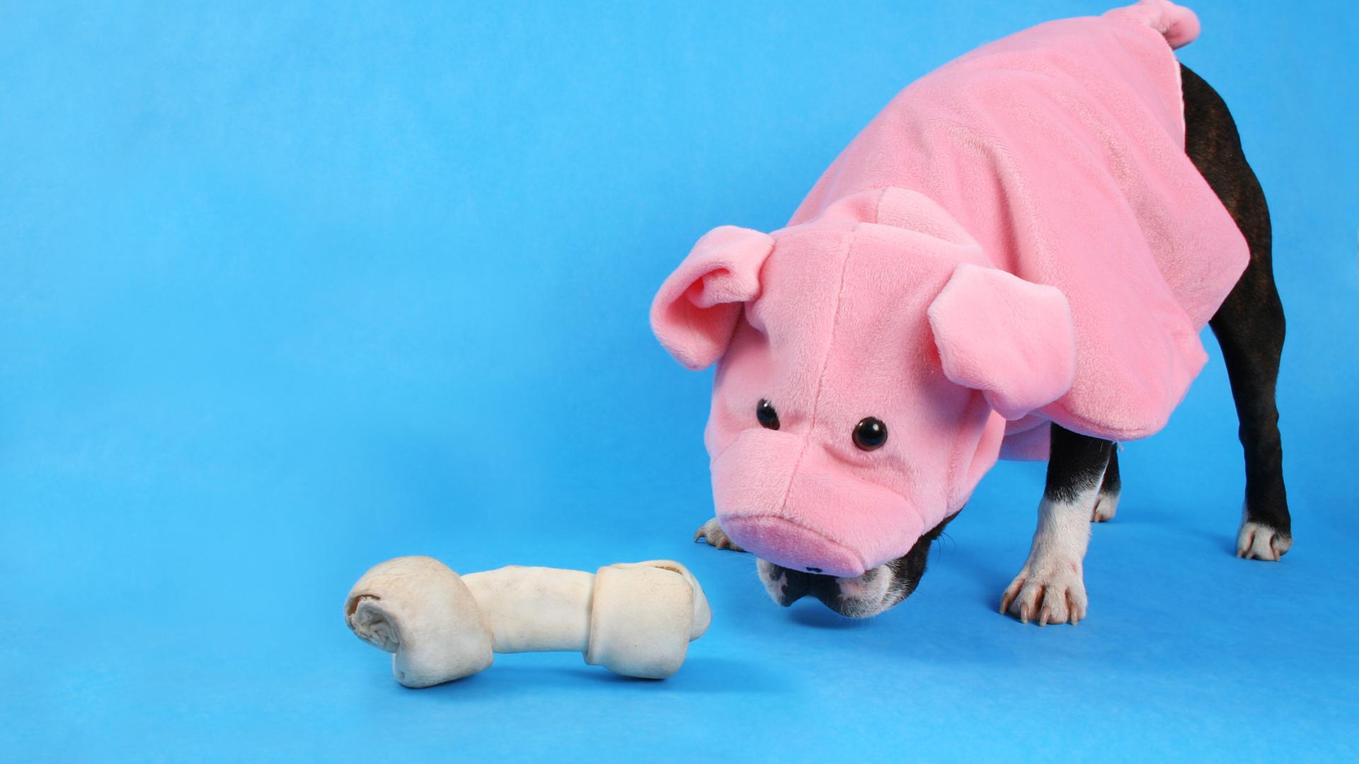 Ein kleiner Hund in einem Schweinekostüm schnuppert an einem Stoffknochen, der auf dem Boden liegt. Vom Hund sind nur die Beine und ein Stück der Schnauze zu sehen.