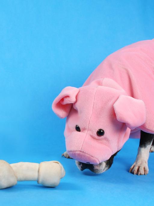 Ein kleiner Hund in einem Schweinekostüm schnuppert an einem Stoffknochen, der auf dem Boden liegt. Vom Hund sind nur die Beine und ein Stück der Schnauze zu sehen.