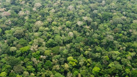 Regenwald im Dzanga-Nationalpark im Dreilaendereck Kongo, Kamerun und Zentralafrikanische Republik in Bayanga.