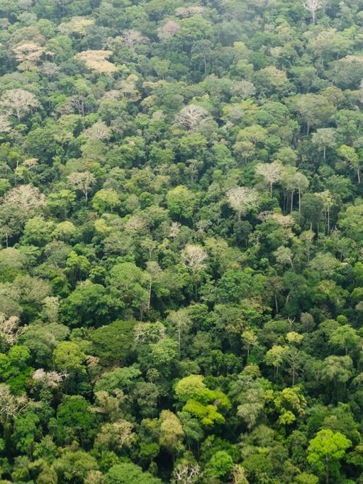 Regenwald im Dzanga-Nationalpark im Dreilaendereck Kongo, Kamerun und Zentralafrikanische Republik in Bayanga.