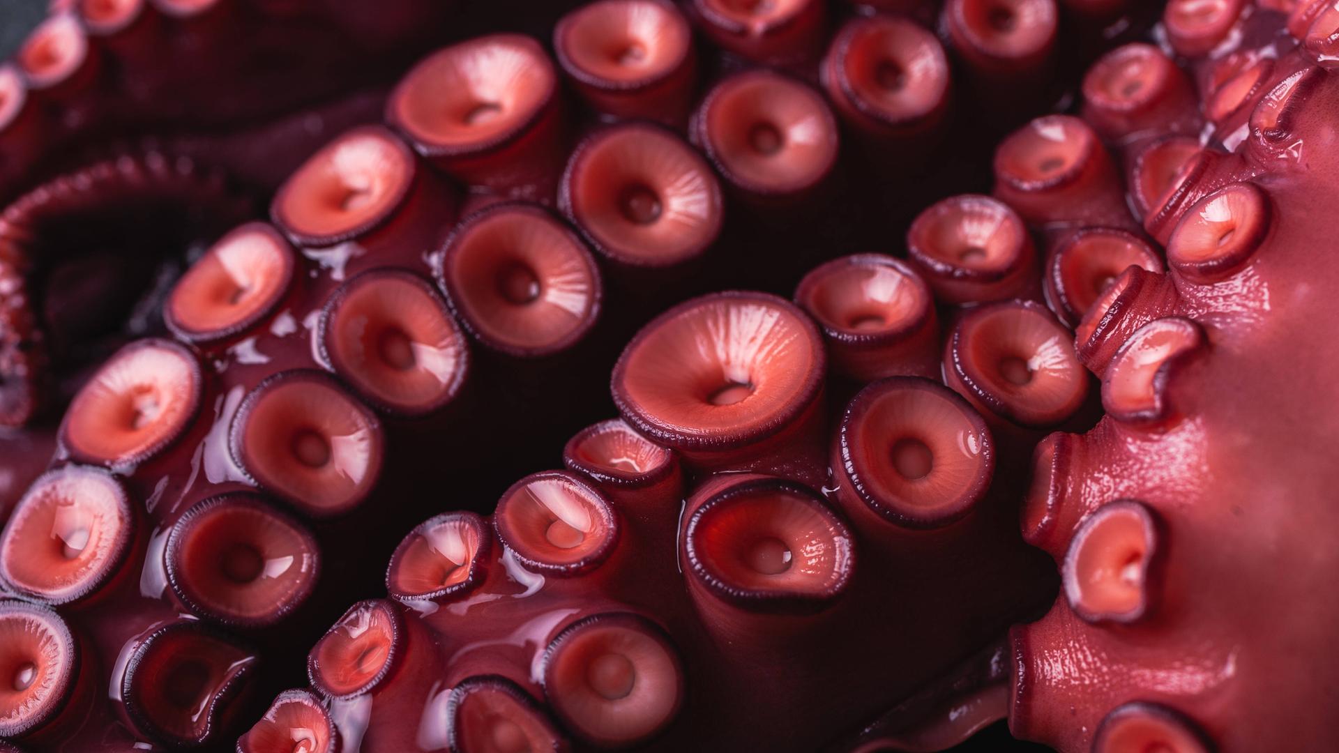 Rot-violette Tentakel eines Tintenfisches mit vielen Saugnäpfen in Nahaufnahme. Rot-violette Tentakel eines Tintenfisches mit vielen Saugnäpfen in Nahaufnahme.