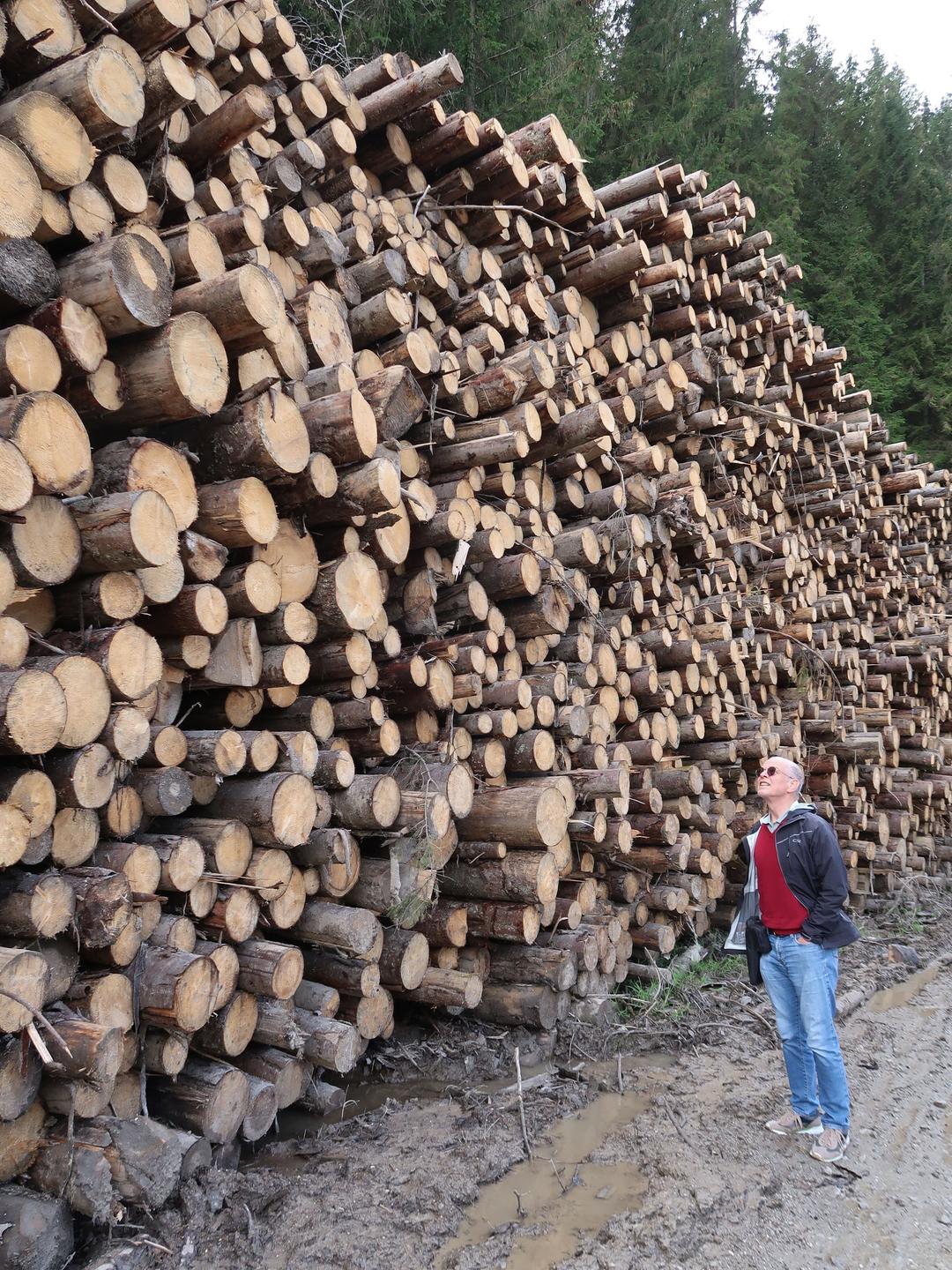 Eine Person steht vor einer Unmenge abgeholzter Baumstämme außerhalb des Rodna-Nationaklparks in den Ostkarpaten Rumäniens Eine Person steht vor einer Unmenge abgeholzter Baumstämme außerhalb des Rodna-Nationaklparks in den Ostkarpaten Rumäniens