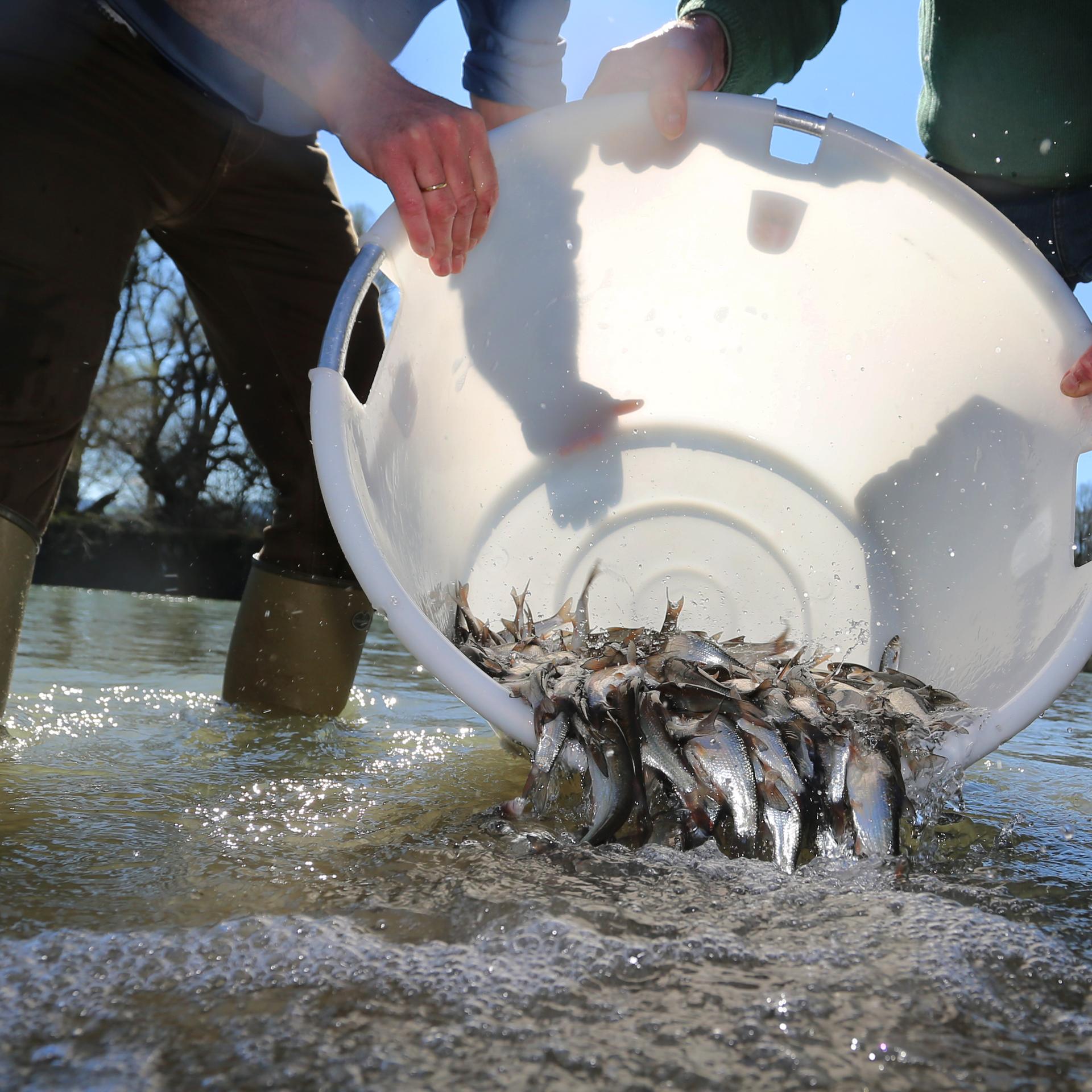 Waltenhofen in Süddeutschland: Mitarbeiter der Schwäbischen Fischereiberatungsstelle und der Landesanstalt für Umwelt schütten Fische aus einem Eimer in die Iller im Rahmen einer Renaturierungsaktion im Jahr 2019