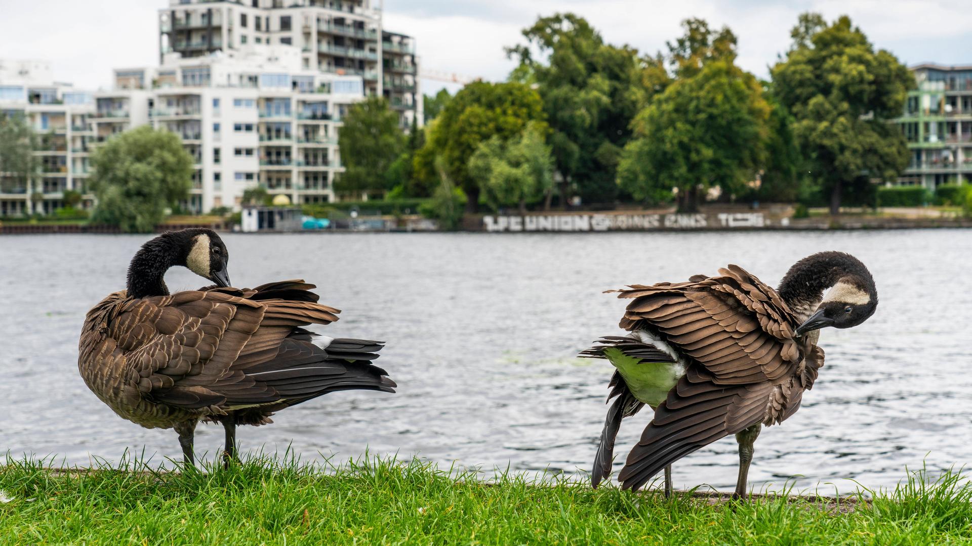 Kanadagänse (Branta canadensis) am Ufer der Spree im Treptower Park in Berlin mit Blick auf neue Wohnhäuser auf der Halbinsel Stralau zwischen viel Grün Kanadagänse (Branta canadensis) am Ufer der Spree im Treptower Park in Berlin mit Blick auf neue Wohnhäuser auf der Halbinsel Stralau zwischen viel Grün