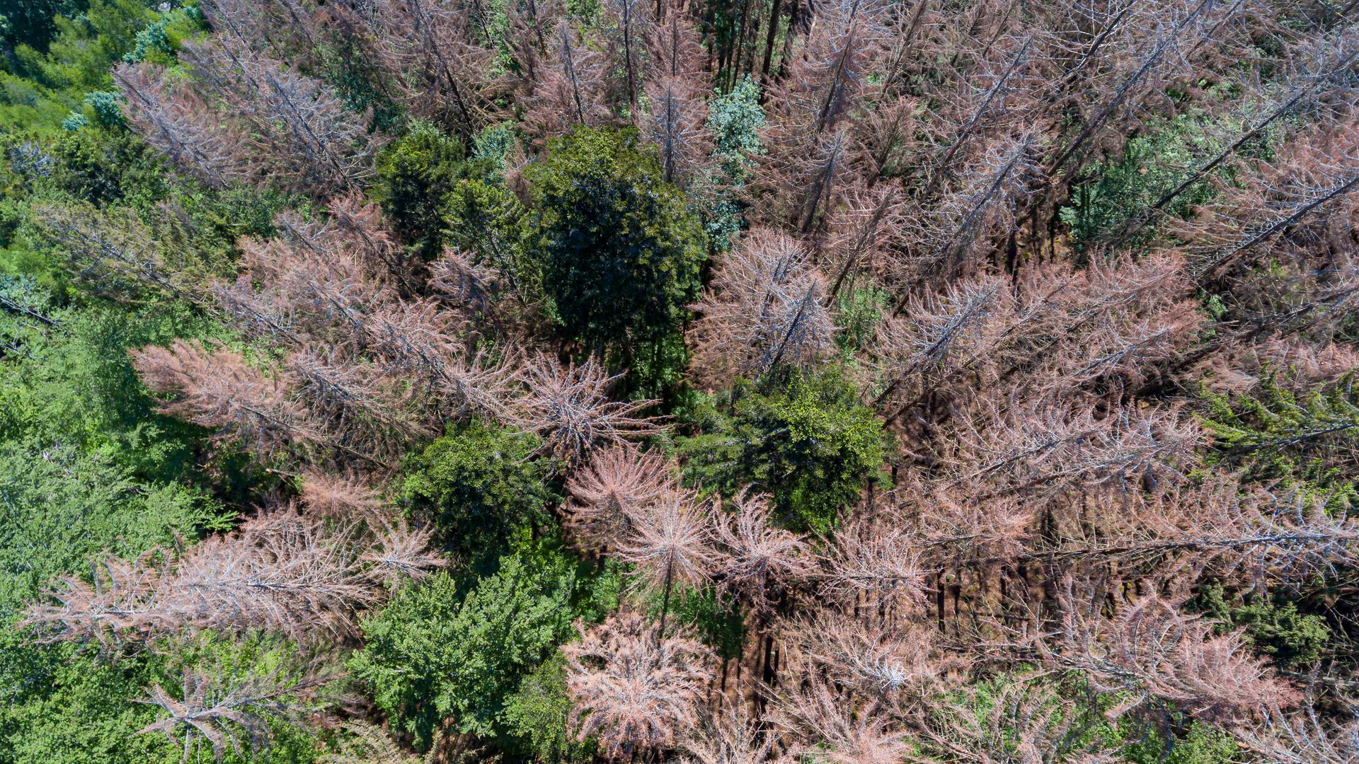 Die Luftaufnahme zeigt ein Waldstück, in dem mehr als die Hälfte der Nadelbäume vertrocknet und abgestorben sind. Die Luftaufnahme zeigt ein Waldstück, in dem mehr als die Hälfte der Nadelbäume vertrocknet und abgestorben sind.