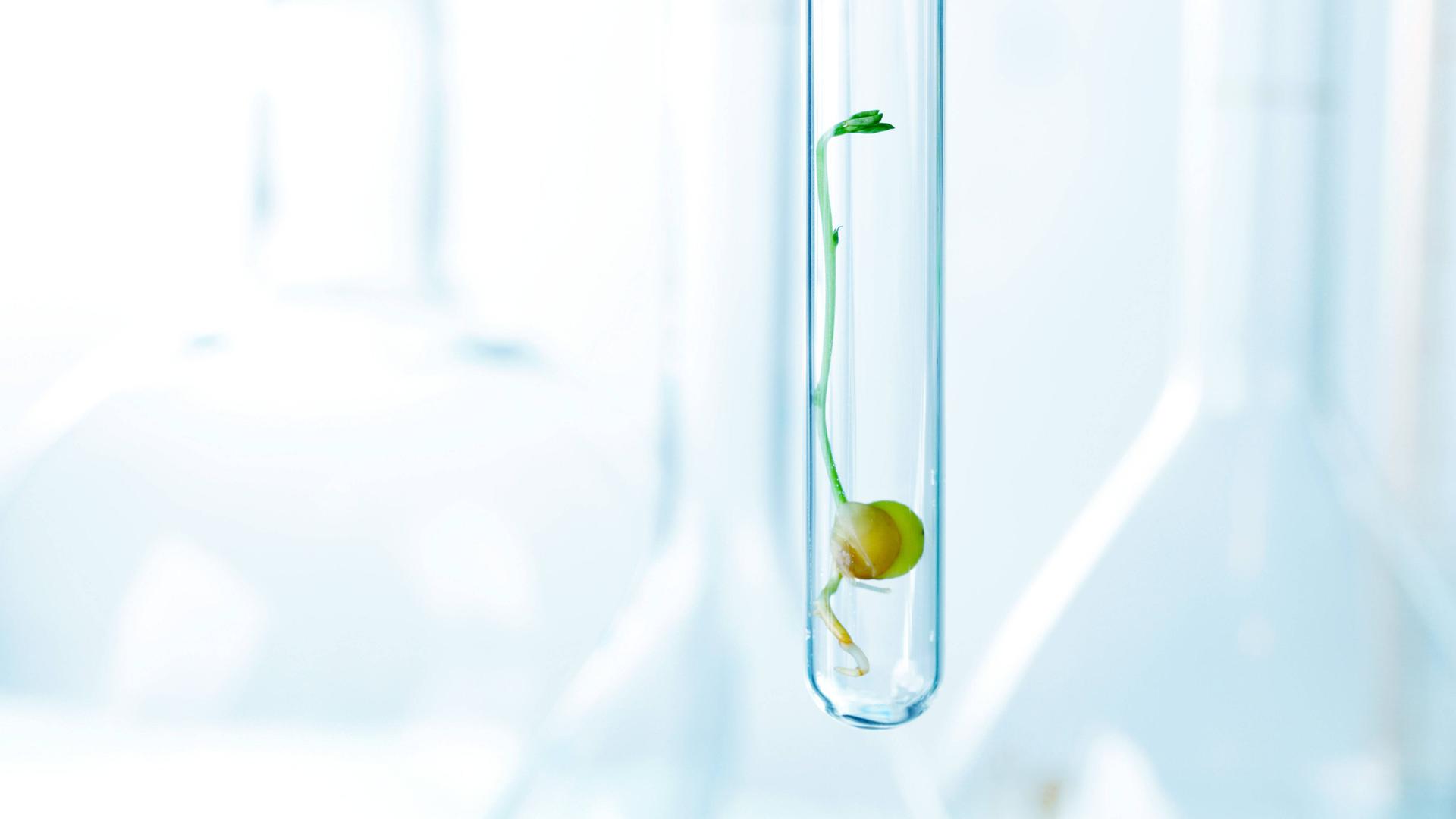 Ein Keimling in einem Reagenzglas, eine gentechnisch veränderte Pflanze, 2021.