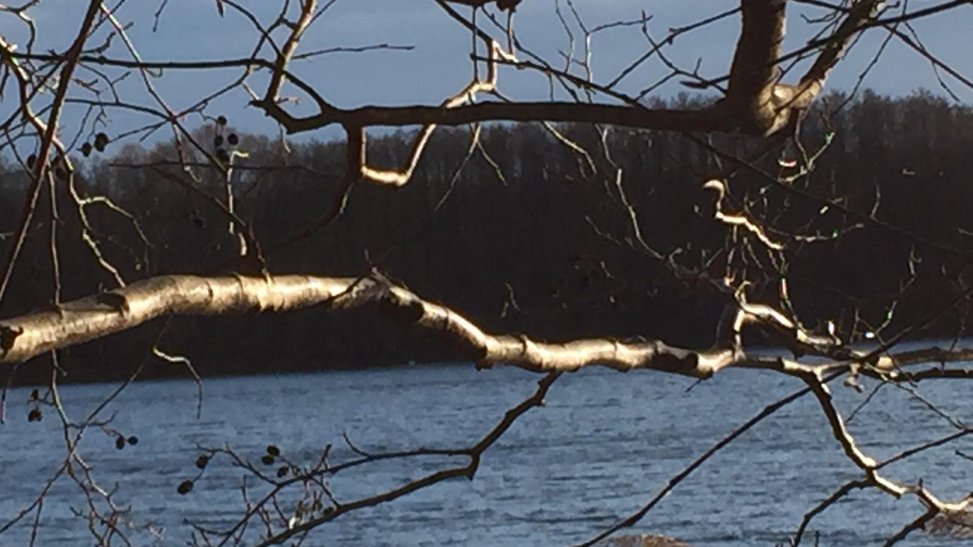 Äste leuchten in der Wintersonne vor dem See Äste leuchten in der Wintersonne vor dem See