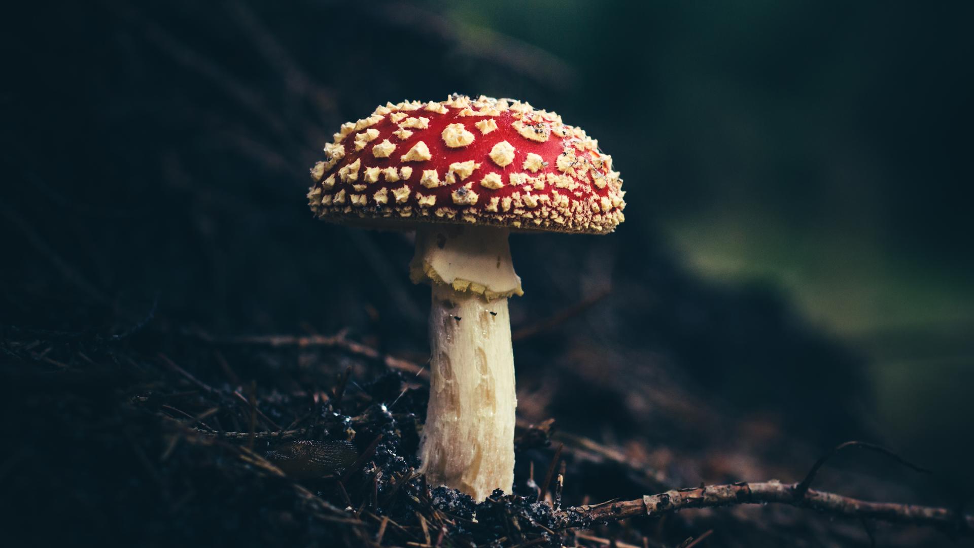 Wie hängen die Vergiftungen zusammen? Zu sehen: Ein Pilz in einem Wald Wie hängen die Vergiftungen zusammen? Zu sehen: Ein Pilz in einem Wald