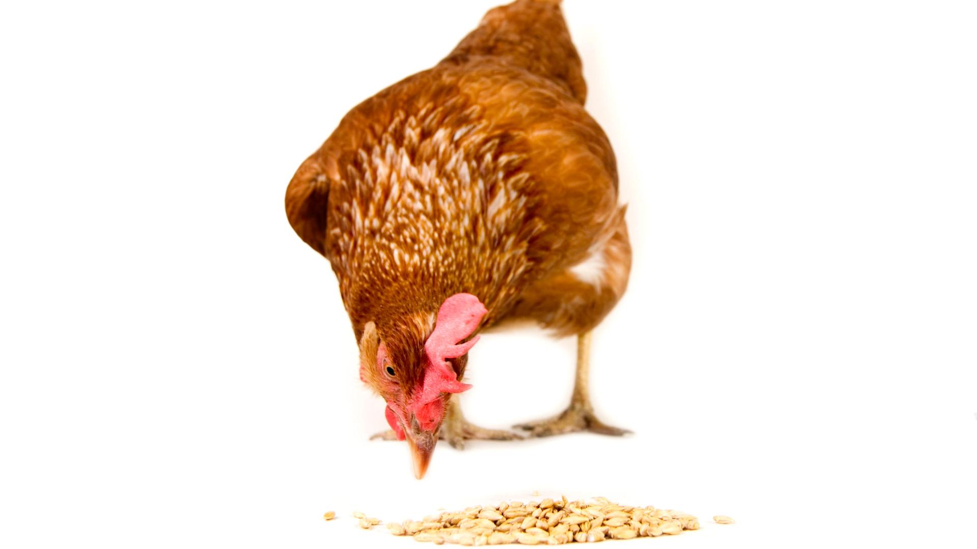 Ein Huhn pickt nach Körnern auf dem Boden. Ein Huhn pickt nach Körnern auf dem Boden.