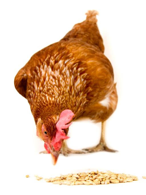 Ein Huhn pickt nach Körnern auf dem Boden.