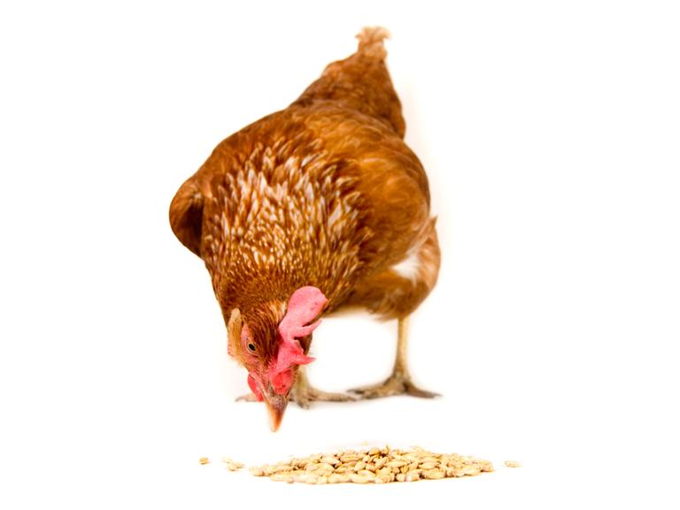 Ein Huhn pickt nach Körnern auf dem Boden.
