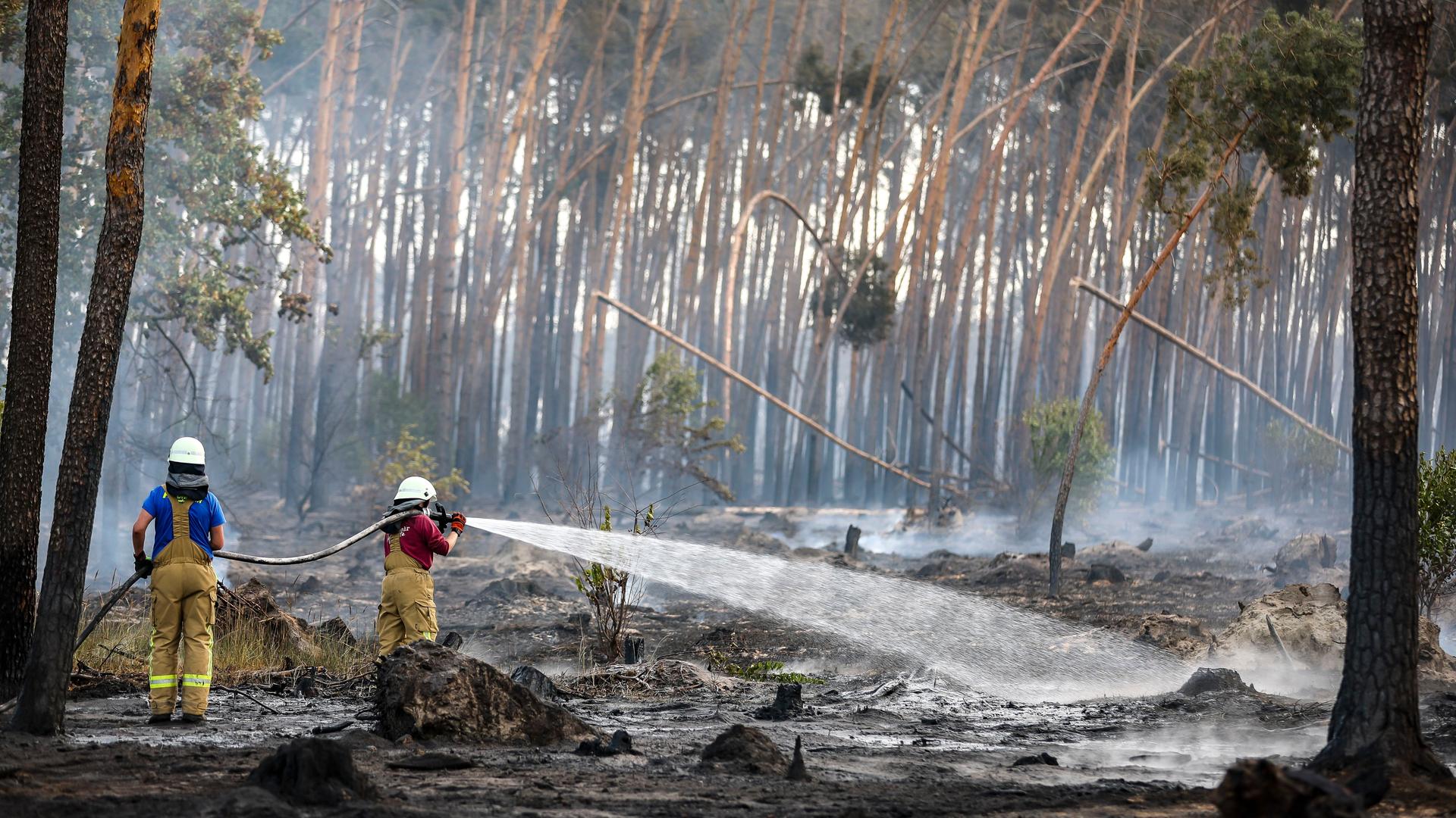 In Brandenburg brennen Wälder. Feuerwehr-Leute löschen bei Falkenberg Glut-Nester. In Brandenburg brennen Wälder. Feuerwehr-Leute löschen bei Falkenberg Glut-Nester.