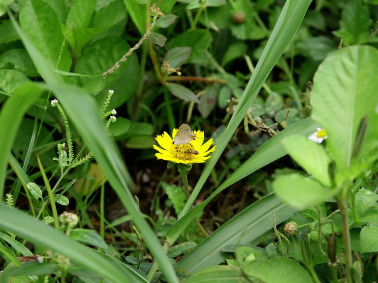 Eine Nahaufnahme einer Wiese: Ein Schmetterling sitzt auf einer gelben Blume, umgeben von grünen Blättern und Gräsern.