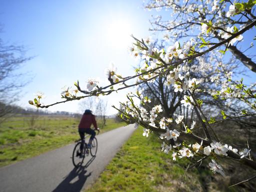 Fahrradfahrer und Frühlingsblüte in den Vier- und Marschlanden, Hamburg, Deutschland
