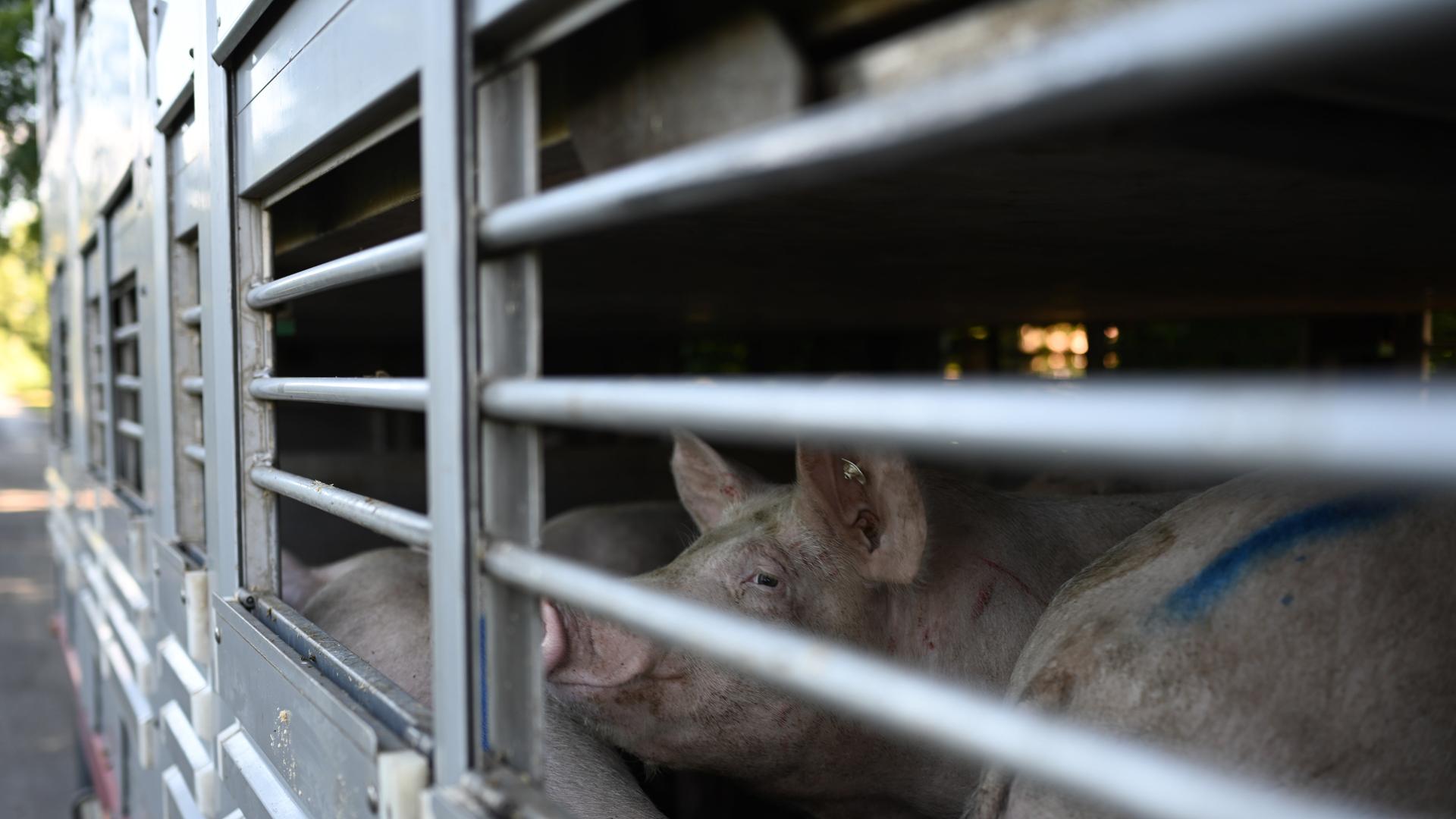 Schweine warten in einen Anhänger auf den Transport zum Schlachthof Schweine warten in einen Anhänger auf den Transport zum Schlachthof