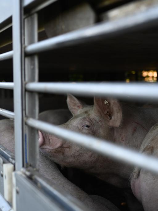 Schweine warten in einen Anhänger auf den Transport zum Schlachthof