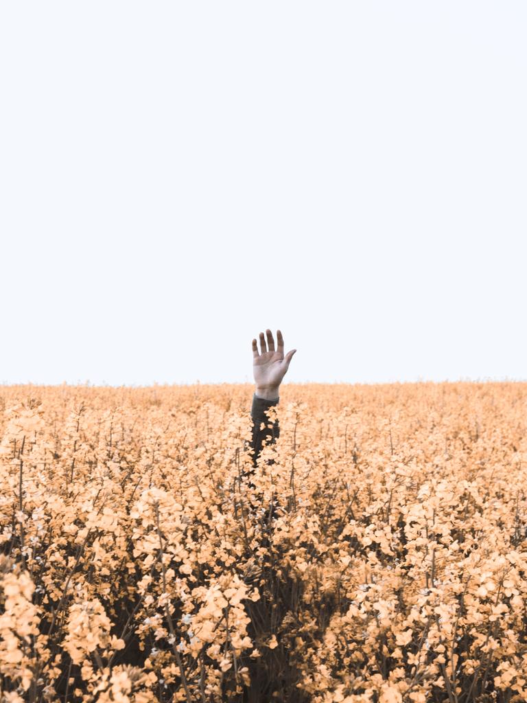 Eine Hand winkt aus einem Blumenfeld.