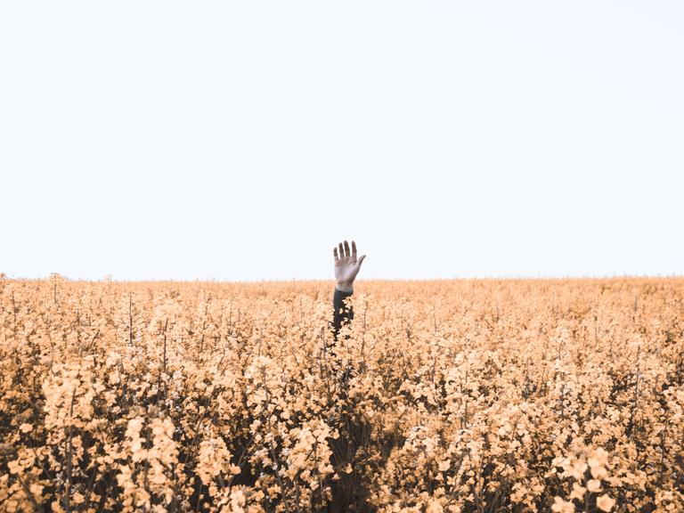 Eine Hand winkt aus einem Blumenfeld.