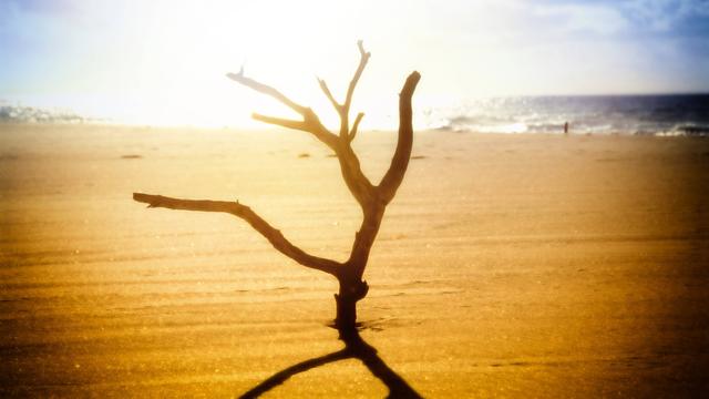 Ein vertrockneter Ast steckt in kahlem Boden unter glühender Sonne im Gegenlicht.