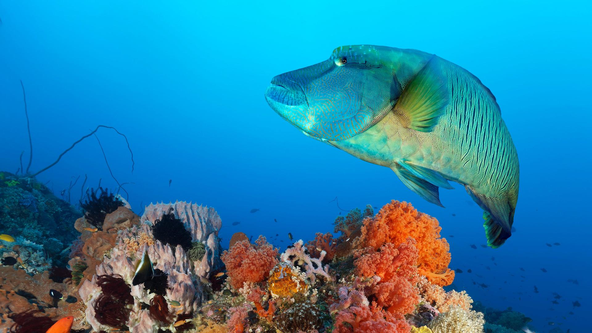 Ein bunter Lippfisch (Cheilinus undulatus) schwimmt dicht über Korallen. Ein bunter Lippfisch (Cheilinus undulatus) schwimmt dicht über Korallen.