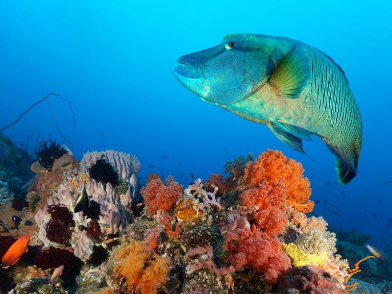 Ein bunter Lippfisch (Cheilinus undulatus) schwimmt dicht über Korallen. 