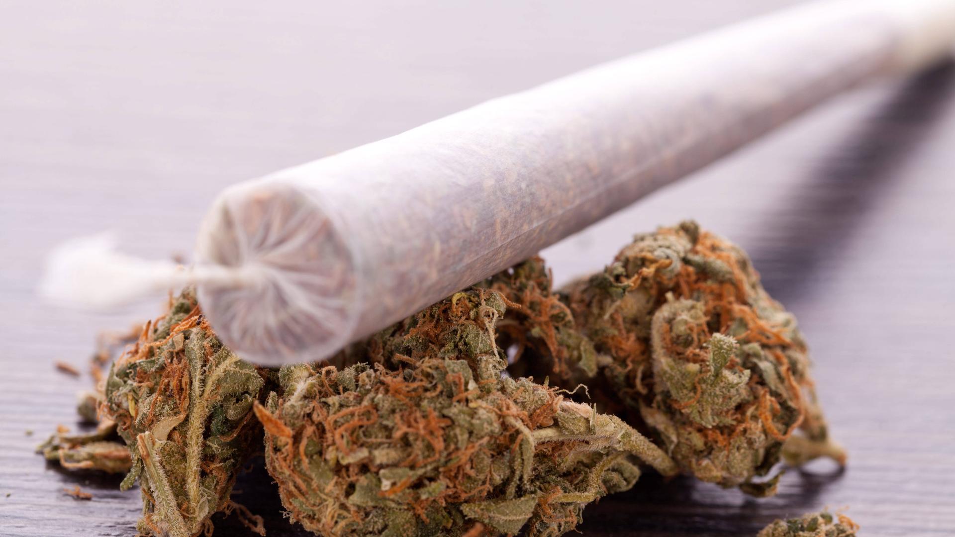 getrocknete Cannabis Blüten Gras mit Joint rauchen Kiffen