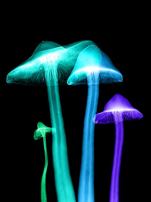 Eine Röntgenaufnahme von vier Pilzen, die farblich verfremdet ist.