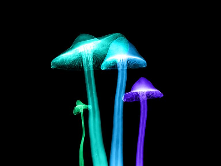 Eine Röntgenaufnahme von vier Pilzen, die farblich verfremdet ist.
