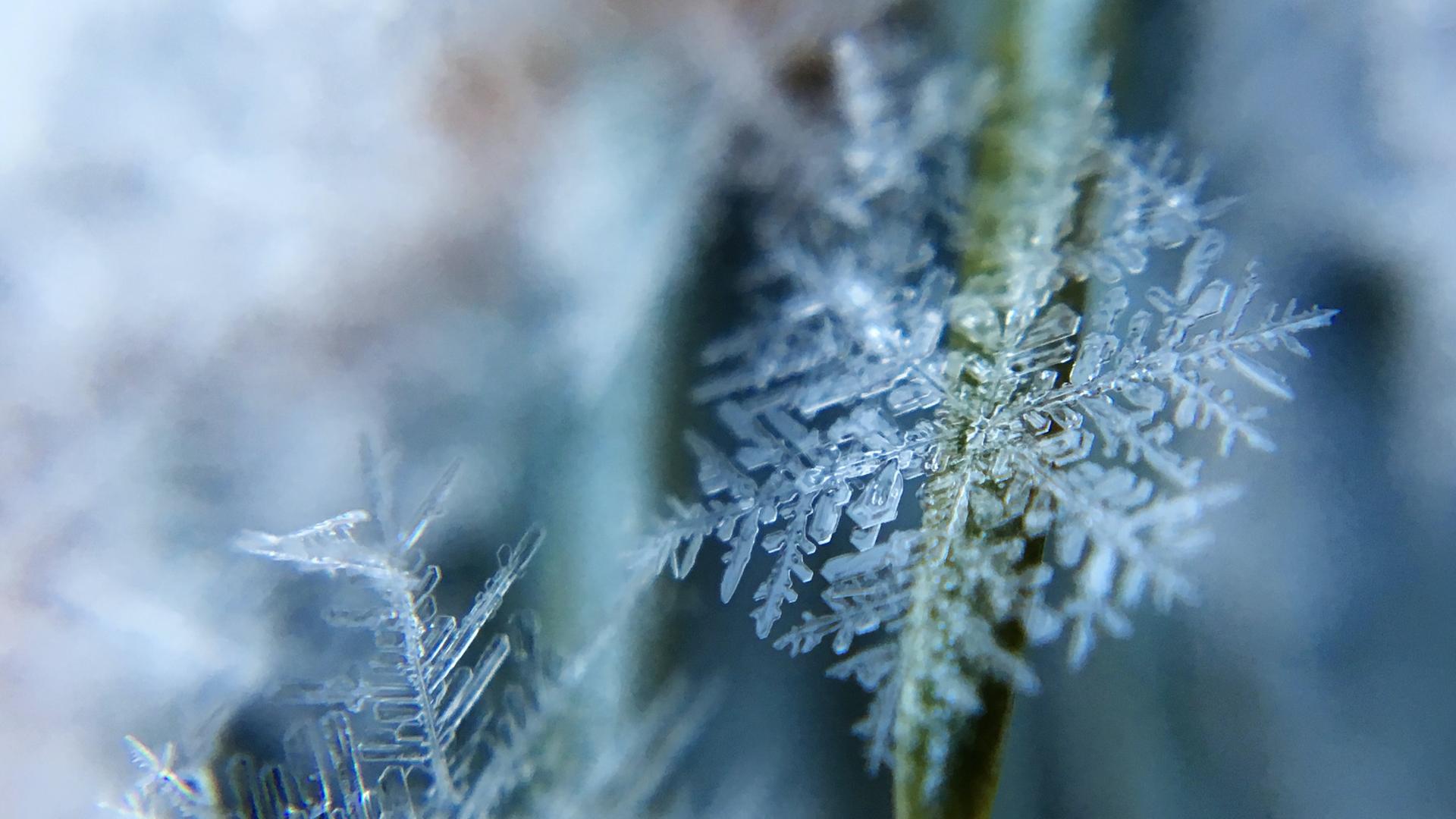 Eine Schneeflocke in Großaufnahme liegt auf einem gebeugten Grashalm. Eine Schneeflocke in Großaufnahme liegt auf einem gebeugten Grashalm.