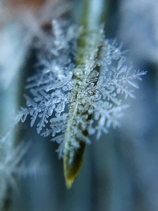 Eine Schneeflocke in Großaufnahme liegt auf einem gebeugten Grashalm.