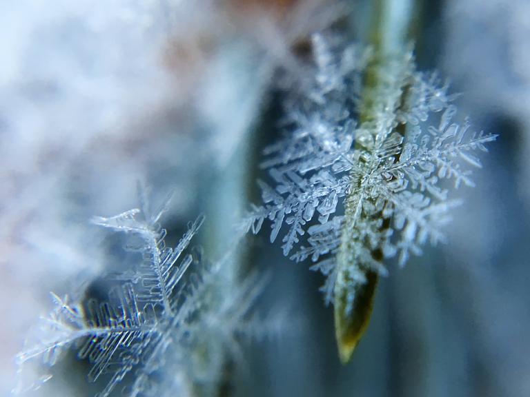 Eine Schneeflocke in Großaufnahme liegt auf einem gebeugten Grashalm.