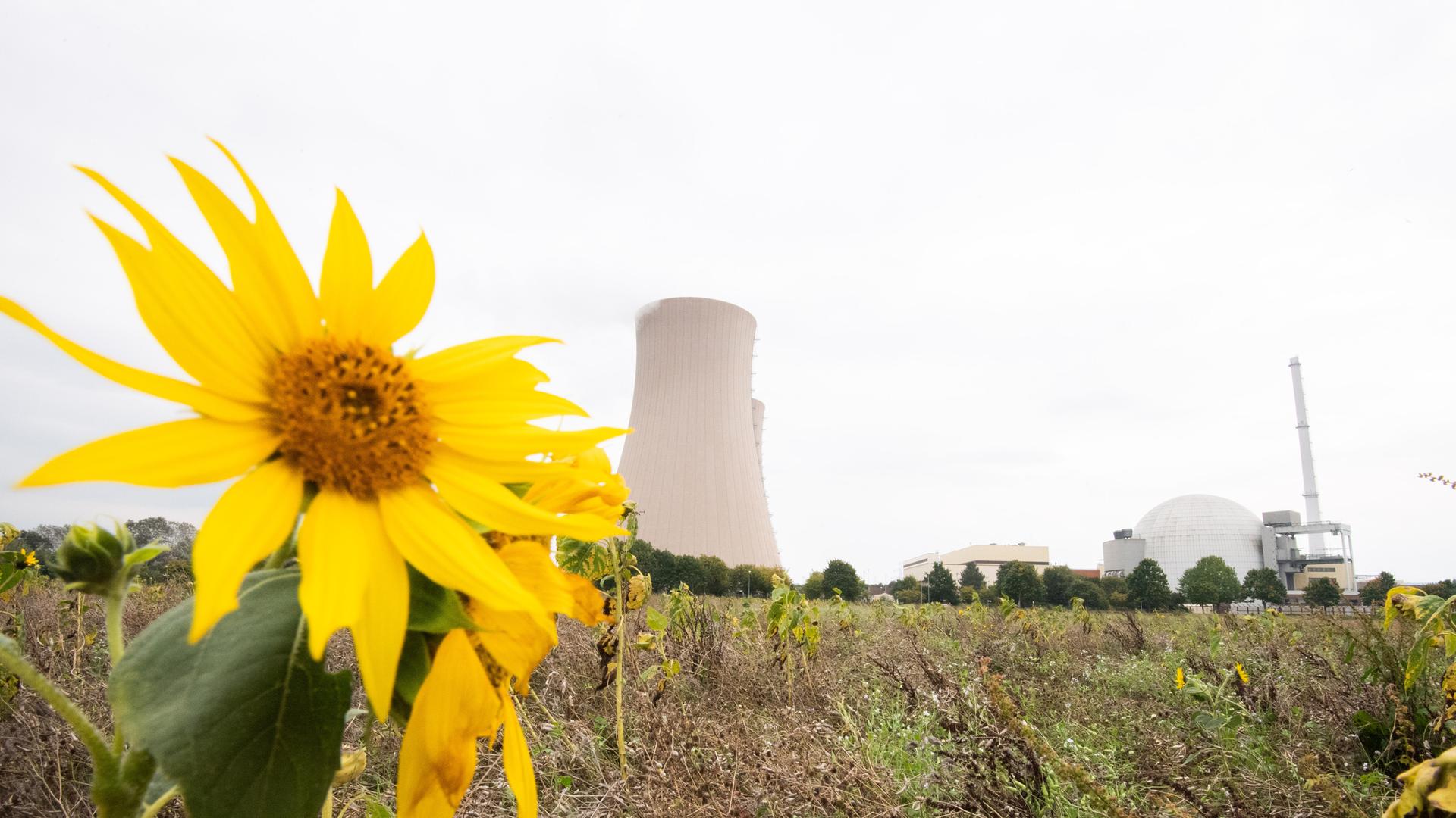 Sonnenblumen wachsen am Atomkraftwerk Grohnde. Sonnenblumen wachsen am Atomkraftwerk Grohnde.
