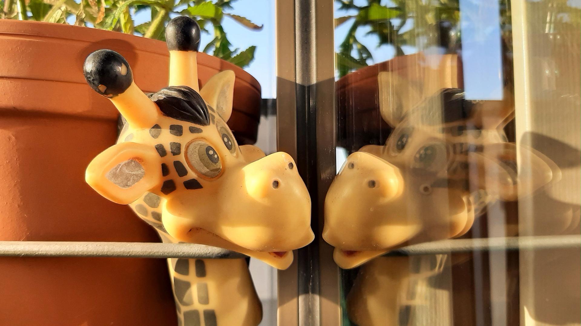 Kunststoff-Giraffenkopf spiegelt sich in Fensterscheibe. Kunststoff-Giraffenkopf spiegelt sich in Fensterscheibe.