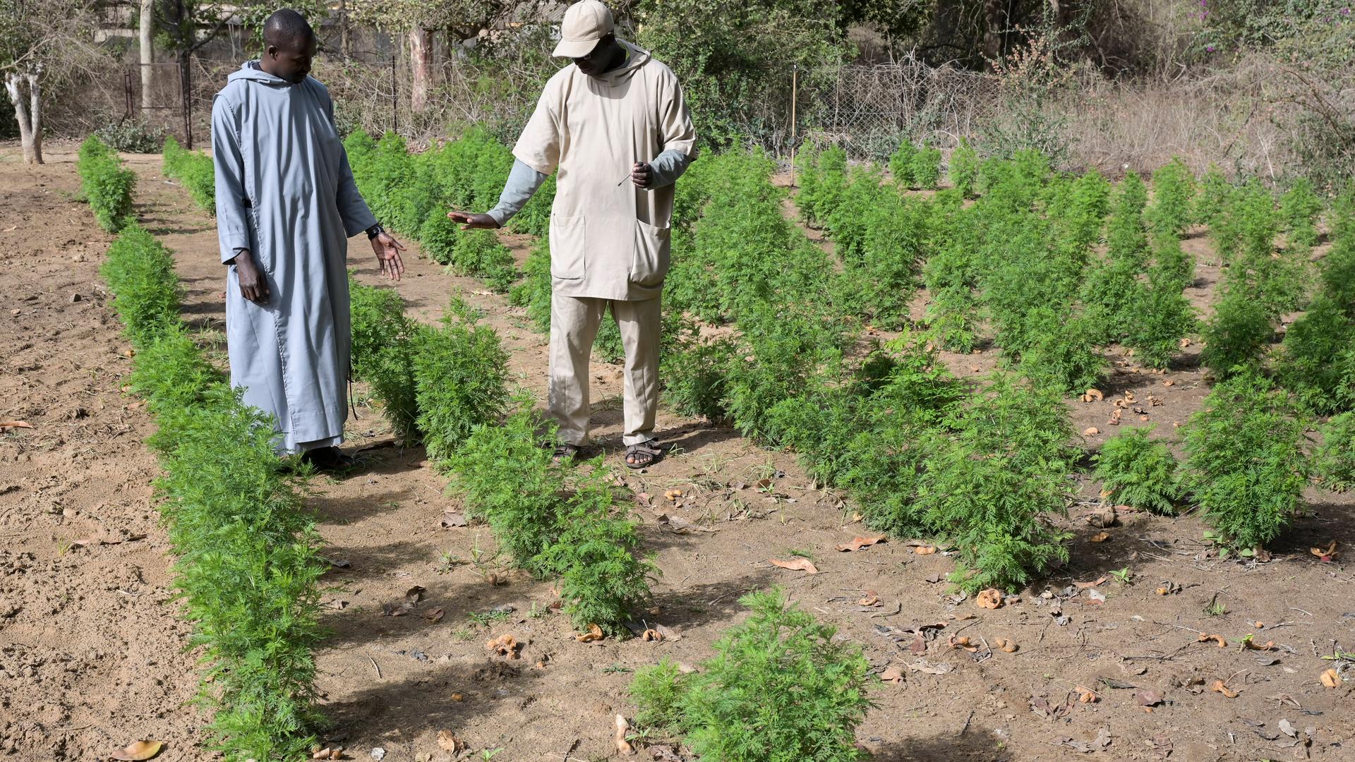 In einem Kräutergarten im Senegal wird die Heilpflanze Artemisia angebaut. In einem Kräutergarten im Senegal wird die Heilpflanze Artemisia angebaut.