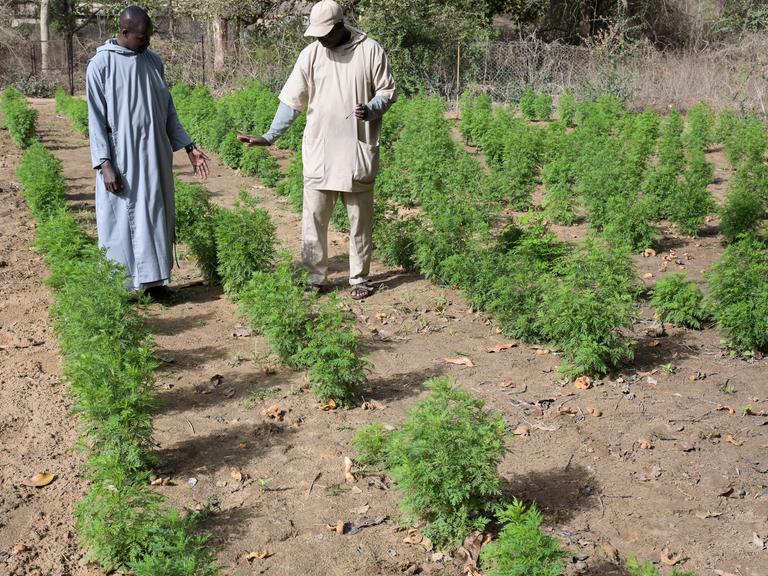 In einem Kräutergarten im Senegal wird die Heilpflanze Artemisia angebaut. 