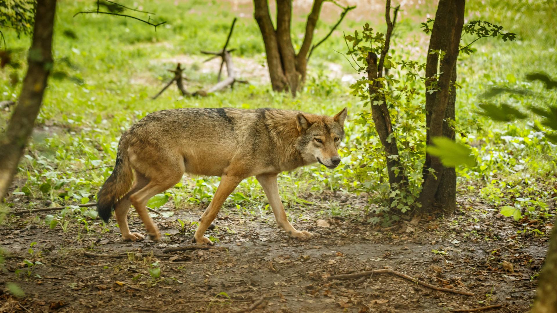 Ein grau-brauner Wolf läuft im Wald.