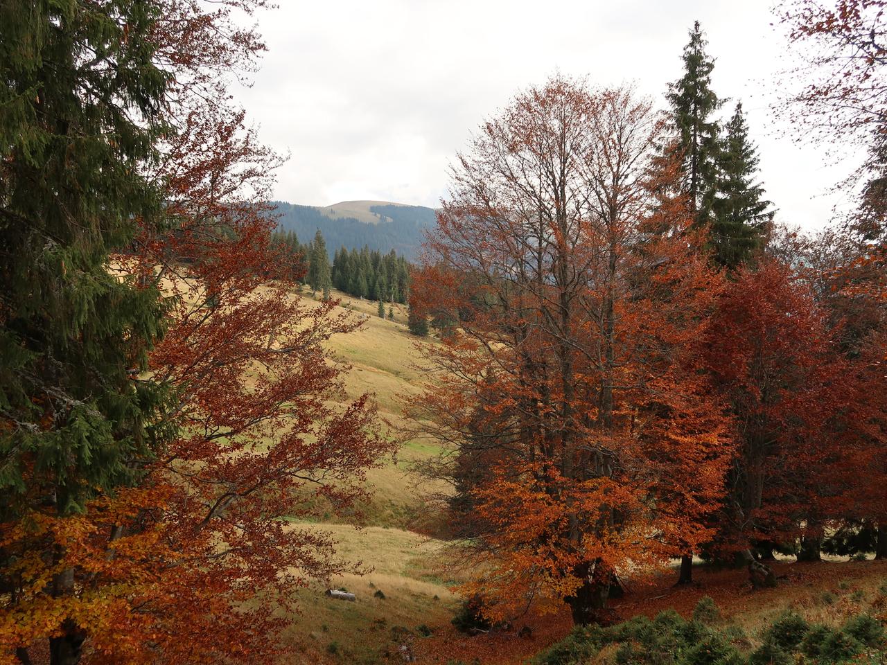 Blick in einen Mischwald Blick in einen Mischwald