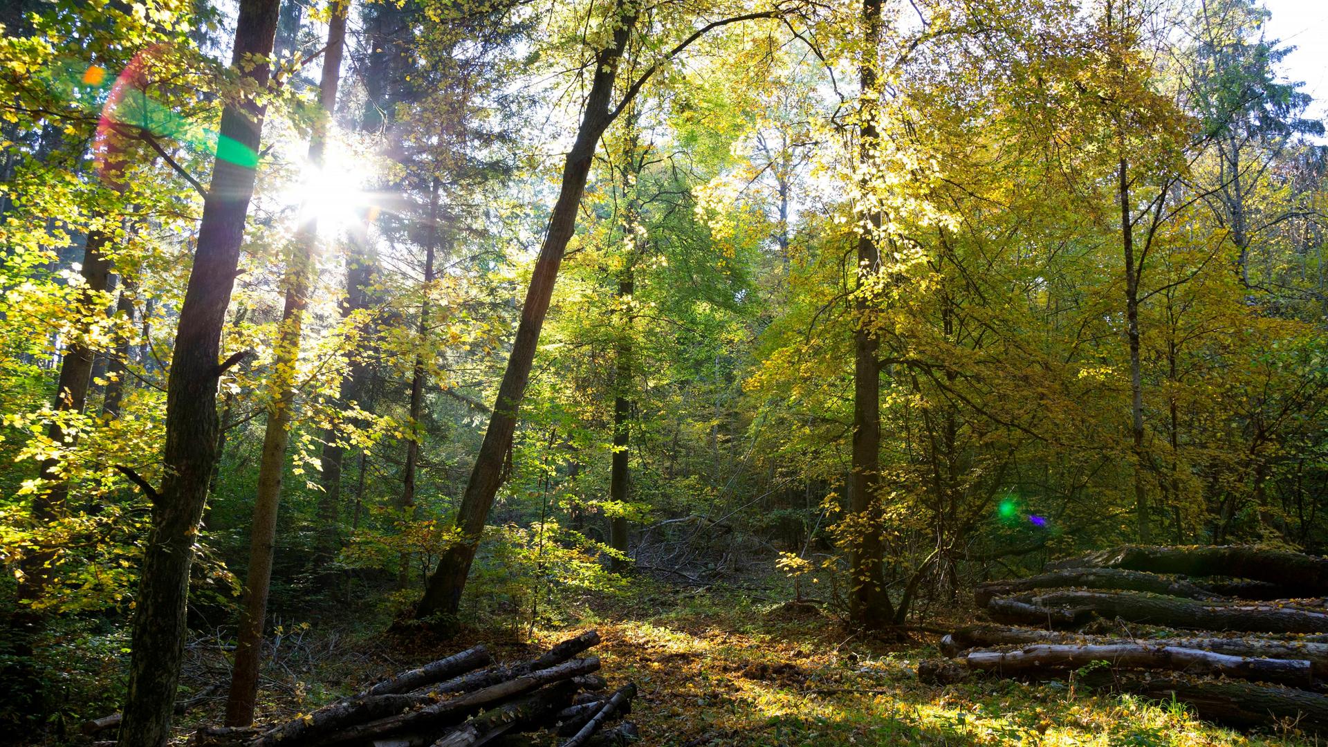 Sonne scheint durch Blätter in einem Wald nahe Würzburg. Sonne scheint durch Blätter in einem Wald nahe Würzburg.