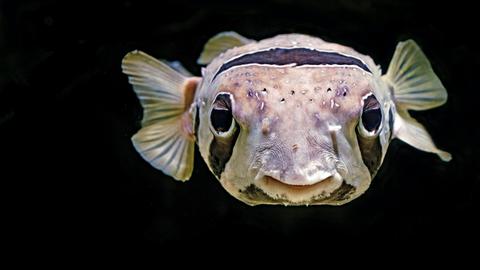 Vor schwarzem Hintergrund blickt ein Fisch frontal in die Kamera. Er ist beige, hat weit auseinanderstehende schwarze Augen und einen breiten Mund. Es ist ein Igelfisch.