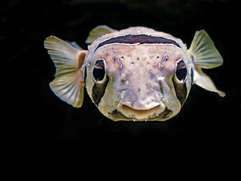 Vor schwarzem Hintergrund blickt ein Fisch frontal in die Kamera. Er ist beige, hat weit auseinanderstehende schwarze Augen und einen breiten Mund. Es ist ein Igelfisch.